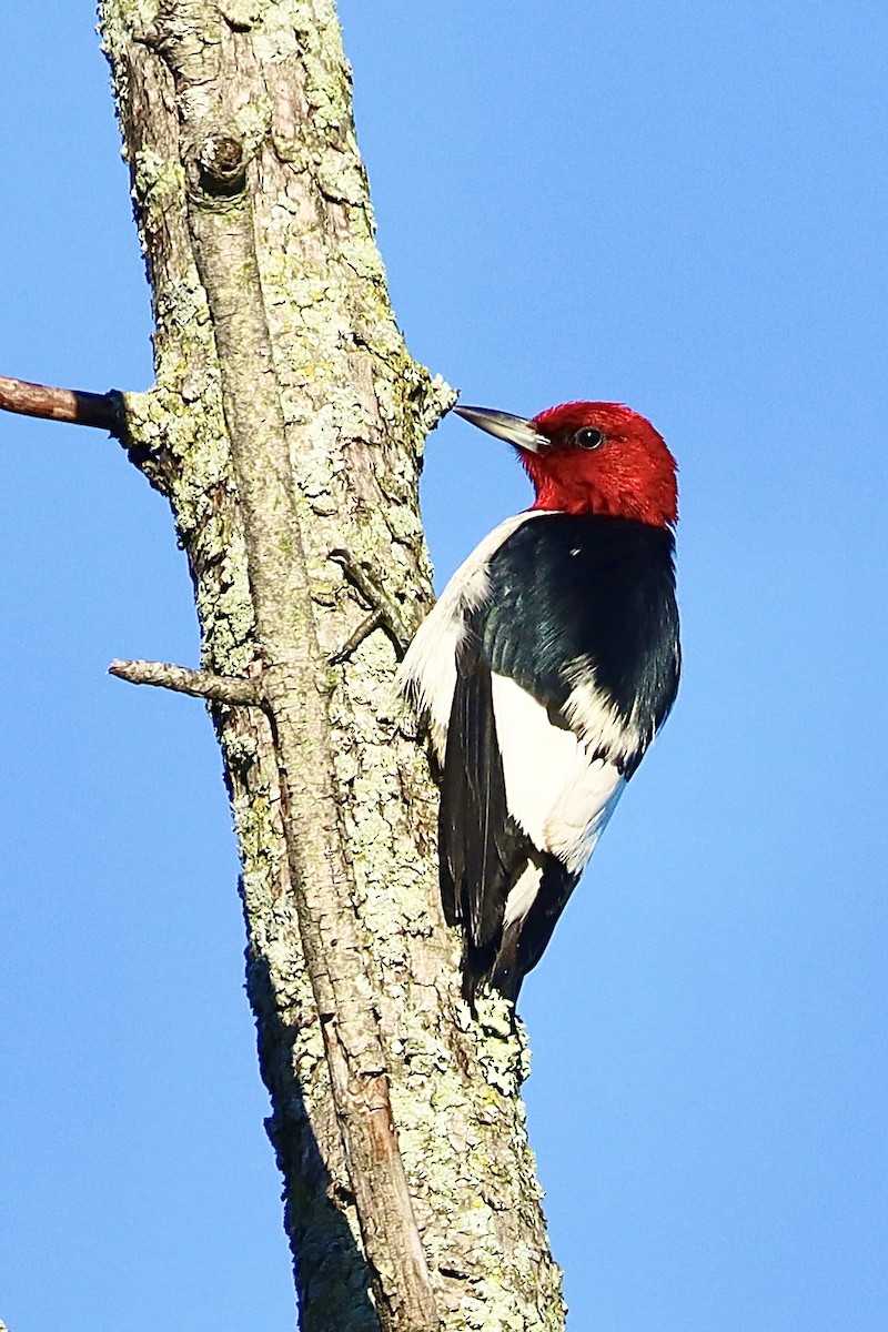 Red-headed Woodpecker - ML620729195