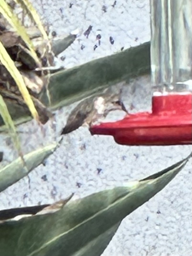 Anna's Hummingbird - ML620729196