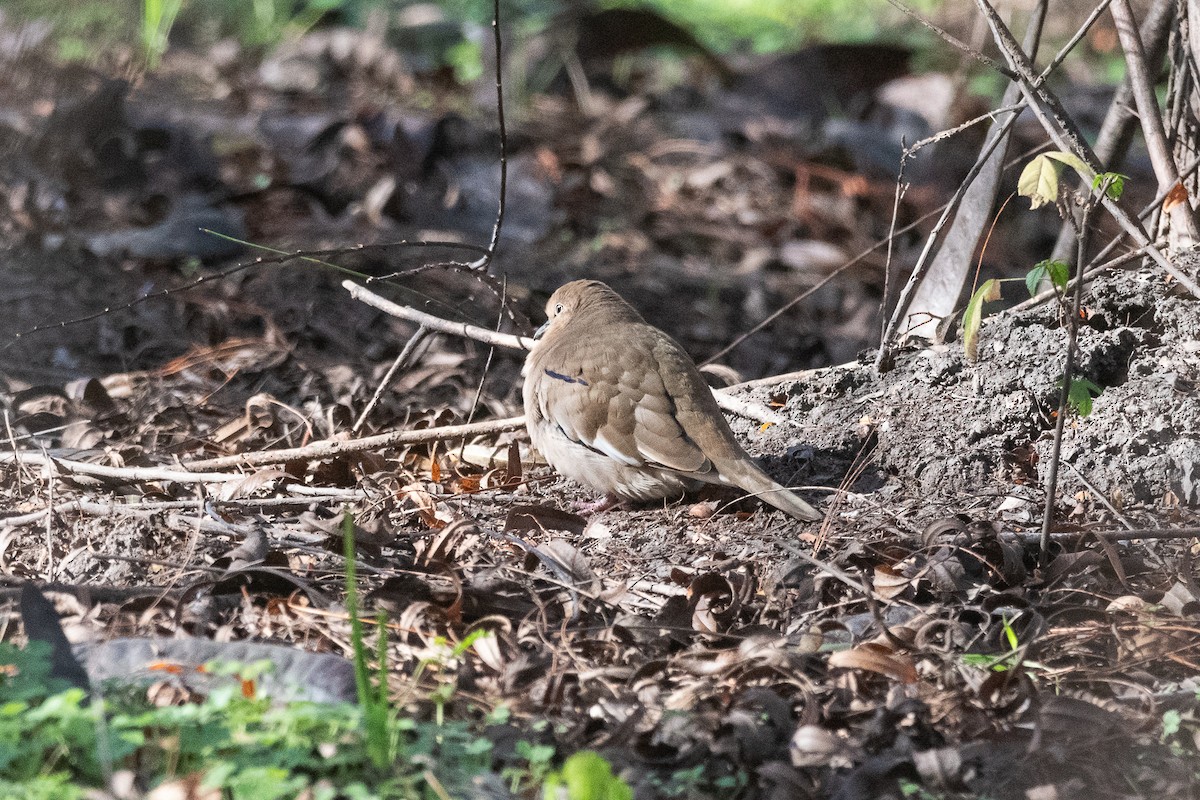 Picui Ground Dove - ML620729197