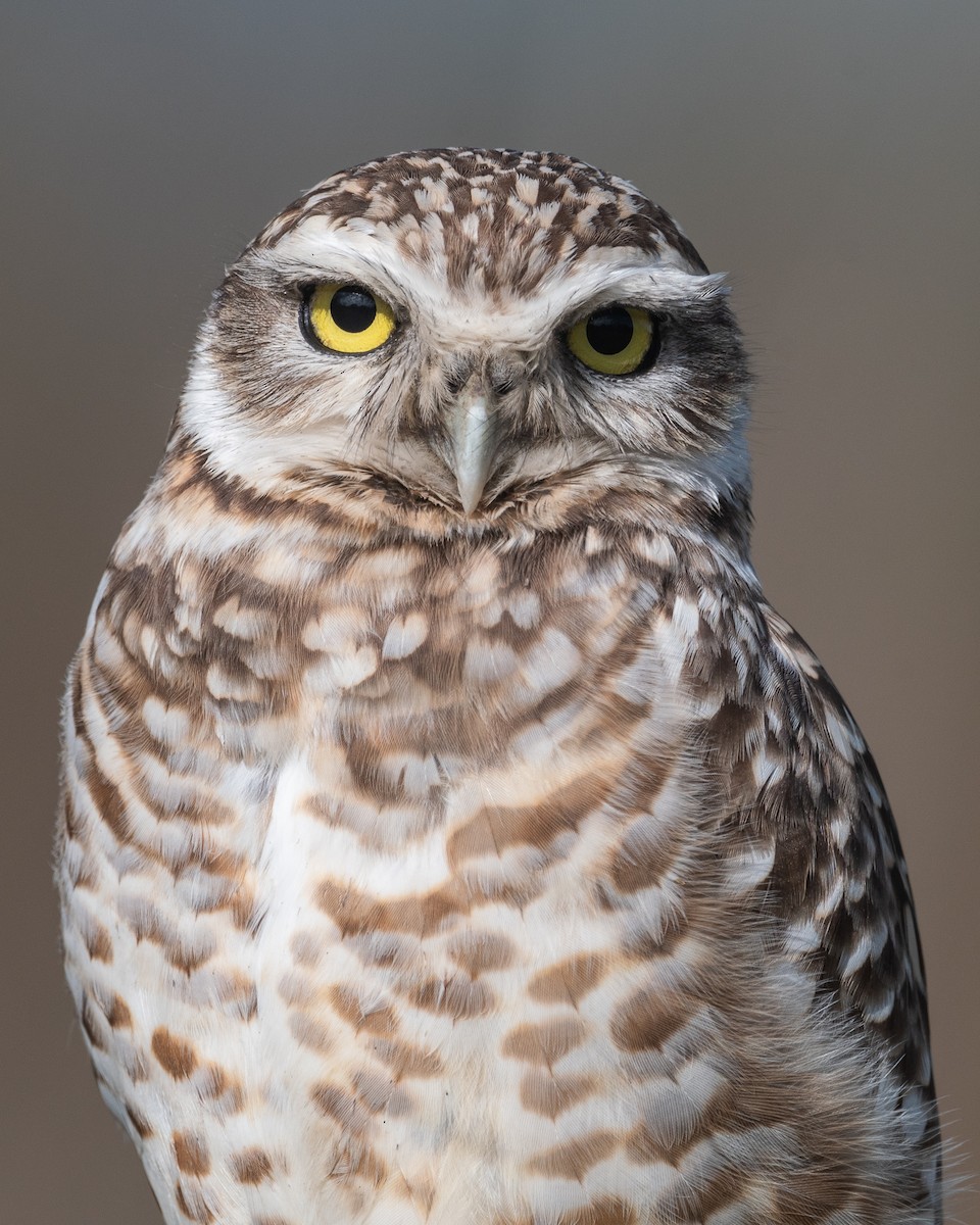 Burrowing Owl - ML620729204