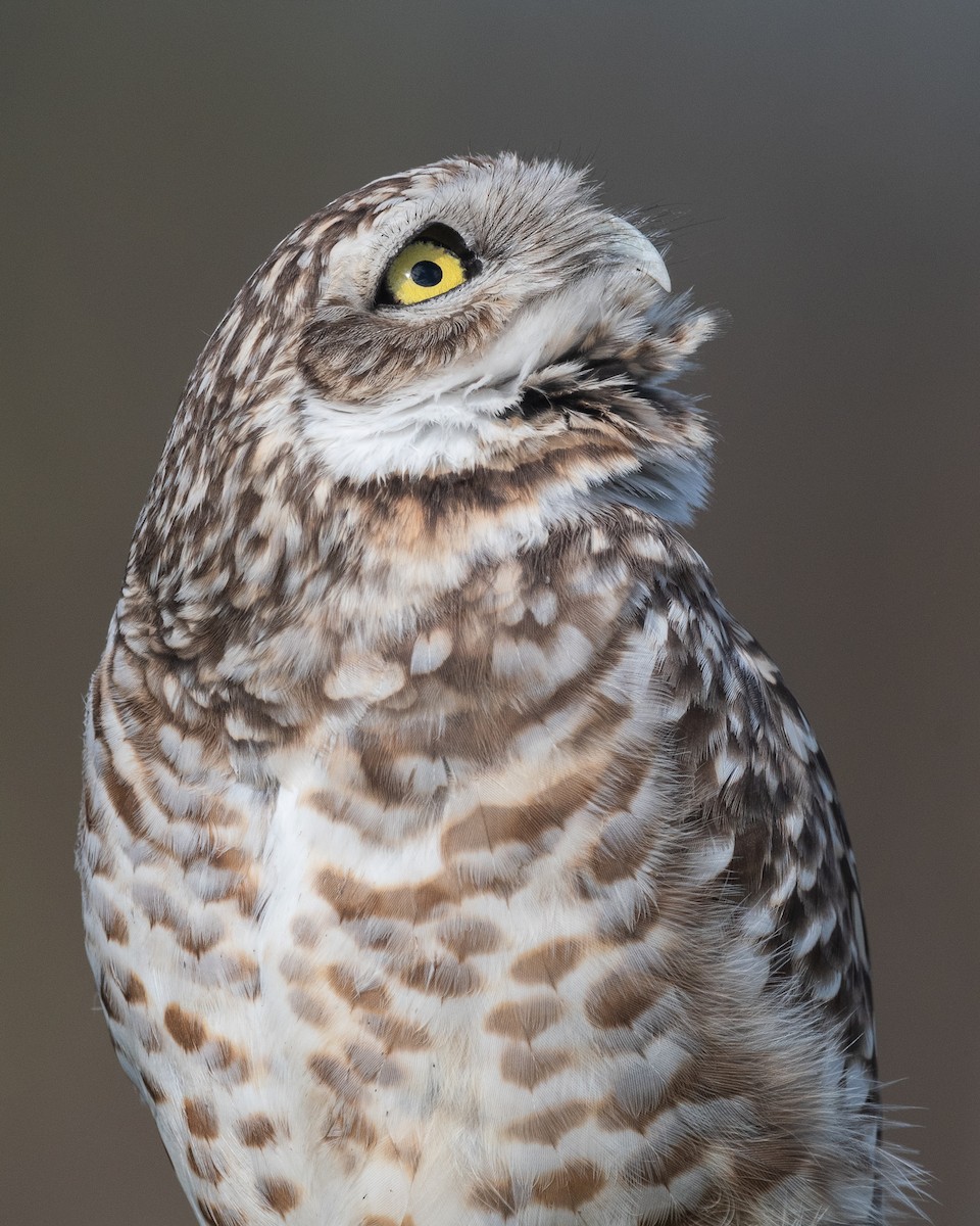 Burrowing Owl - ML620729205
