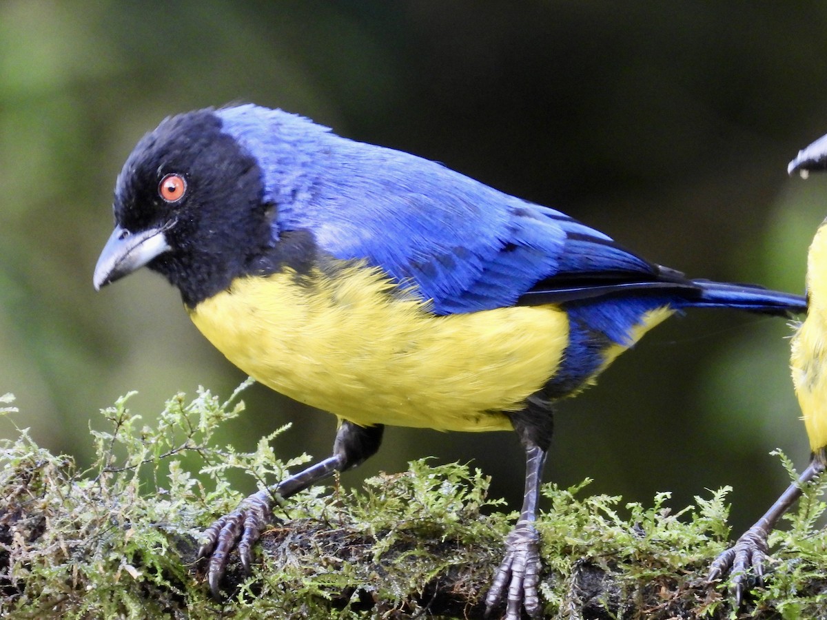 Hooded Mountain Tanager - ML620729214