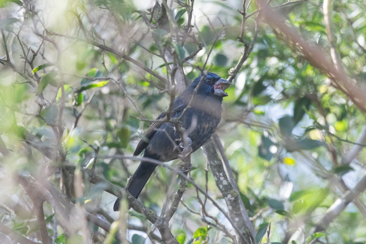 Ultramarine Grosbeak - ML620729215