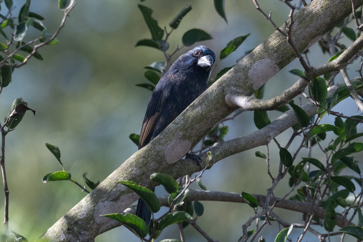 Ultramarine Grosbeak - Nicolas Mazzini