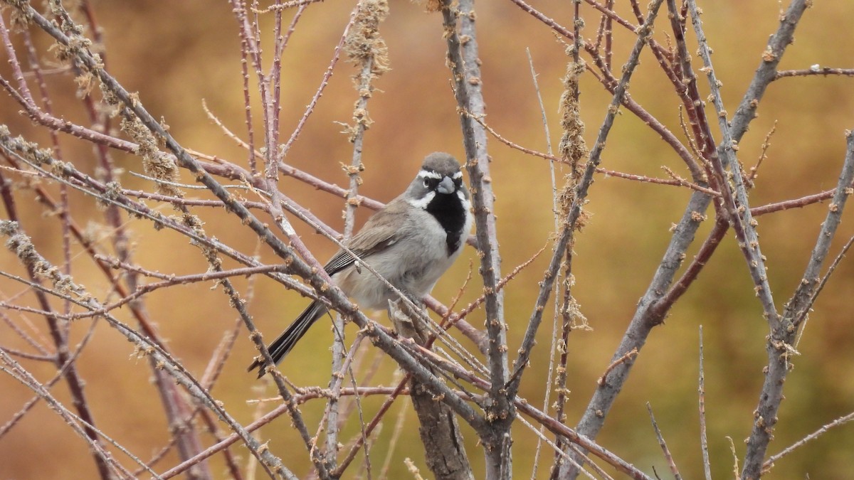Black-throated Sparrow - ML620729230