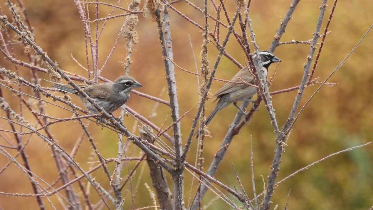 Black-throated Sparrow - ML620729231