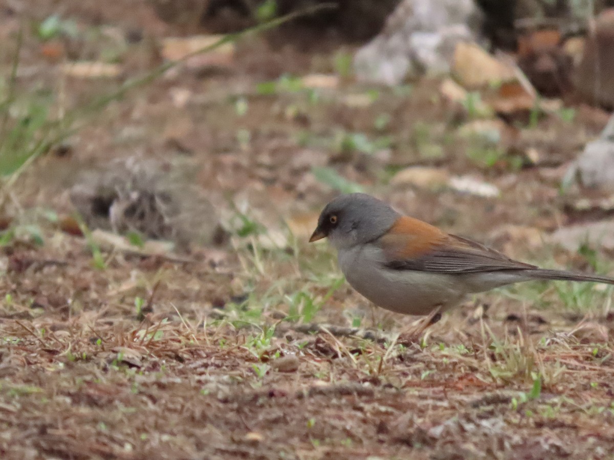 Junco aux yeux jaunes - ML620729257