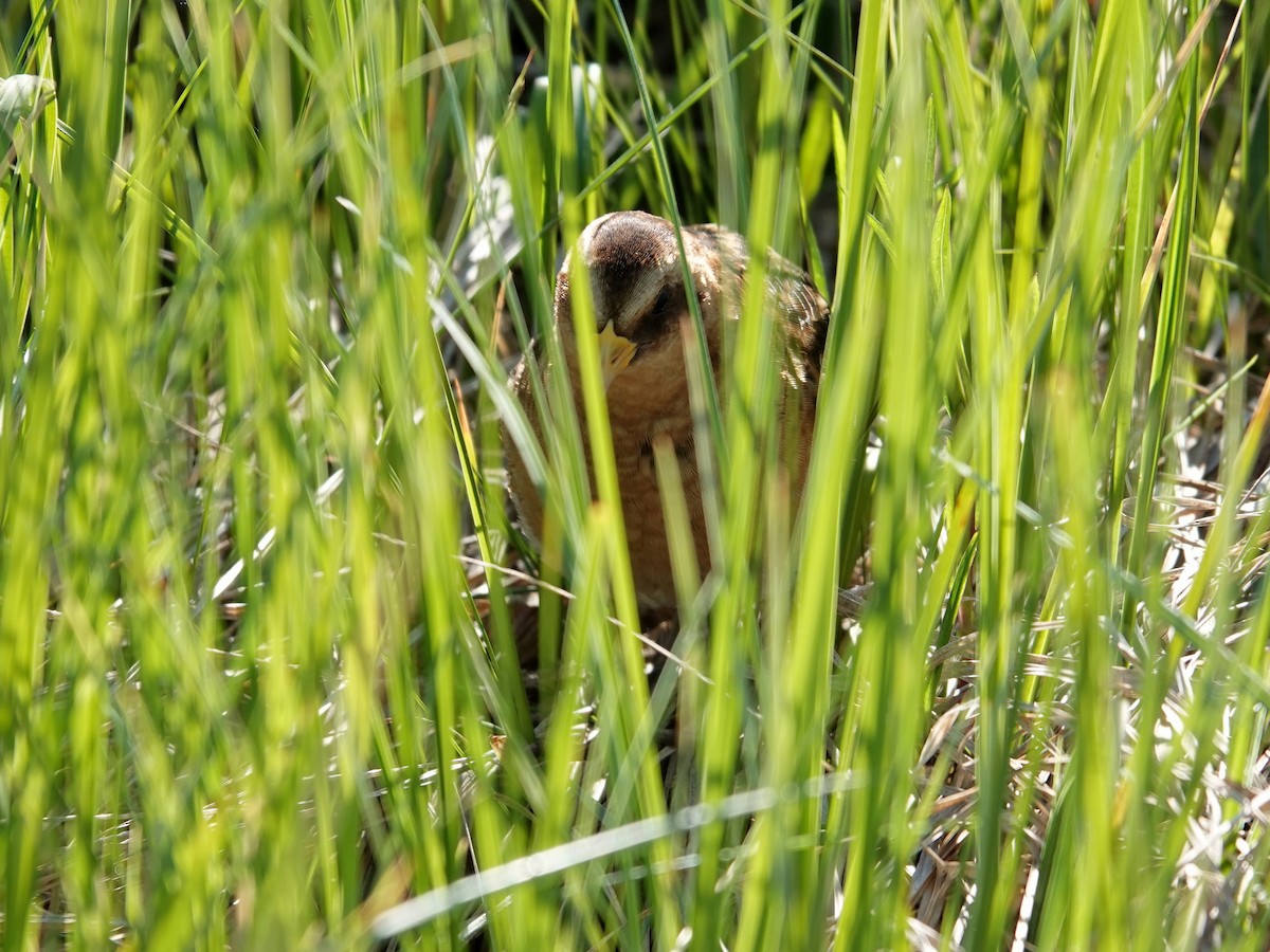 Yellow Rail - ML620729265