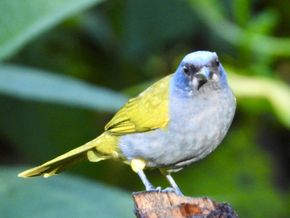 Blue-capped Tanager - ML620729266