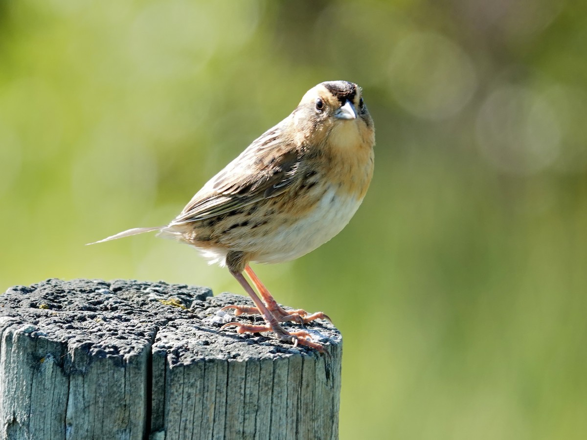 Nelson's Sparrow - ML620729271