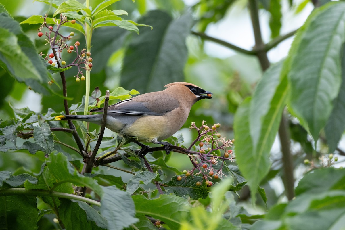 Cedar Waxwing - ML620729278