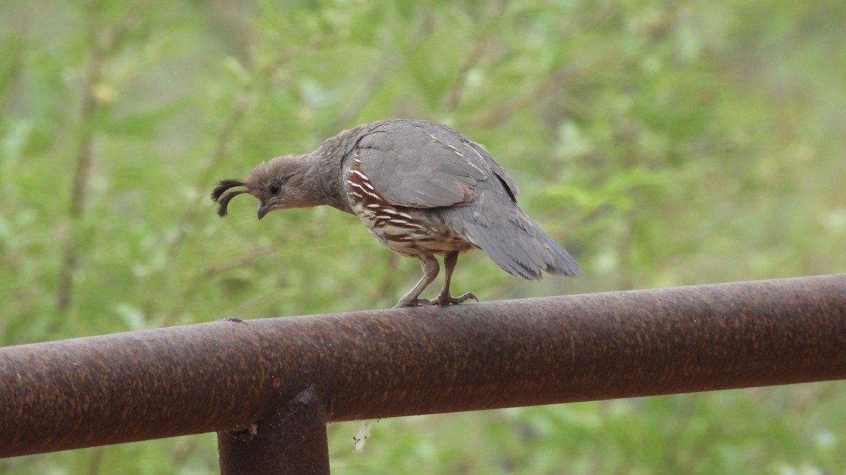 Gambel's Quail - ML620729279