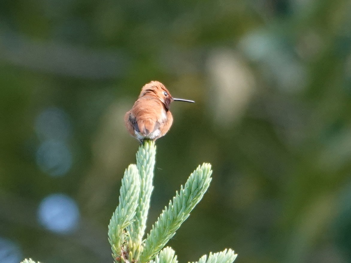 Rufous Hummingbird - ML620729285