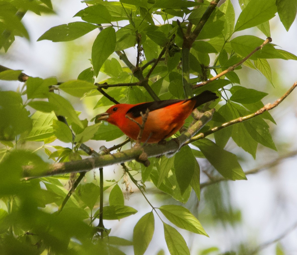 Scarlet Tanager - ML620729286