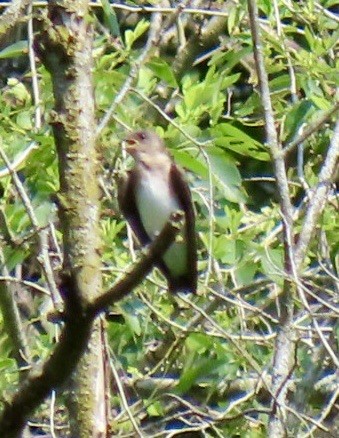 Northern Rough-winged Swallow - ML620729304