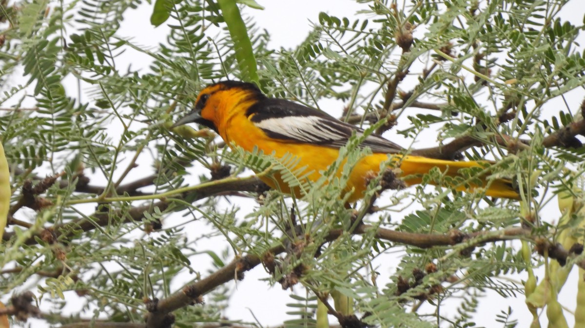 Bullock's Oriole - ML620729367