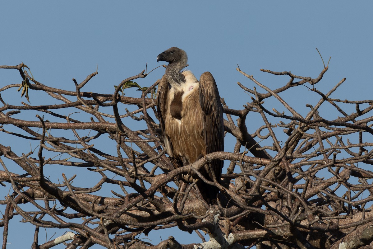 White-backed Vulture - ML620729385