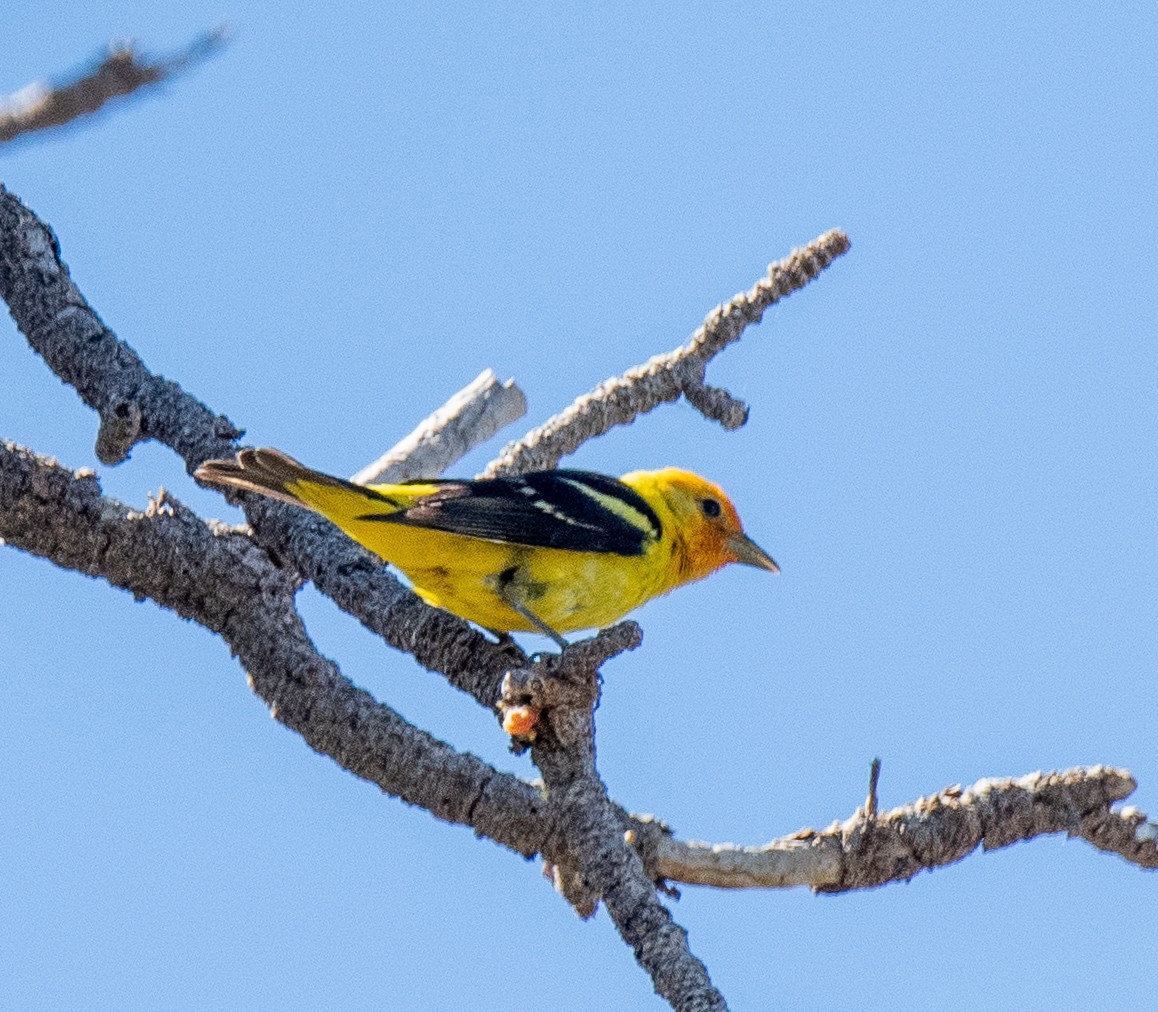 Western Tanager - ML620729392