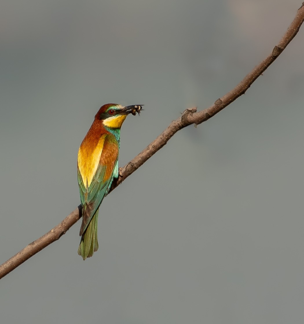 European Bee-eater - ML620729394