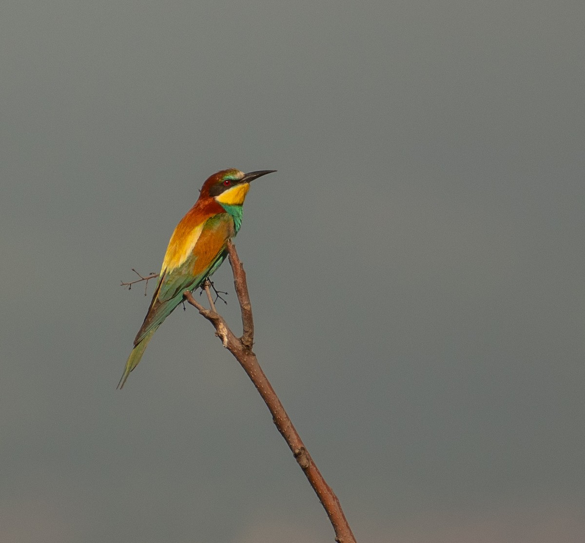 European Bee-eater - ML620729395