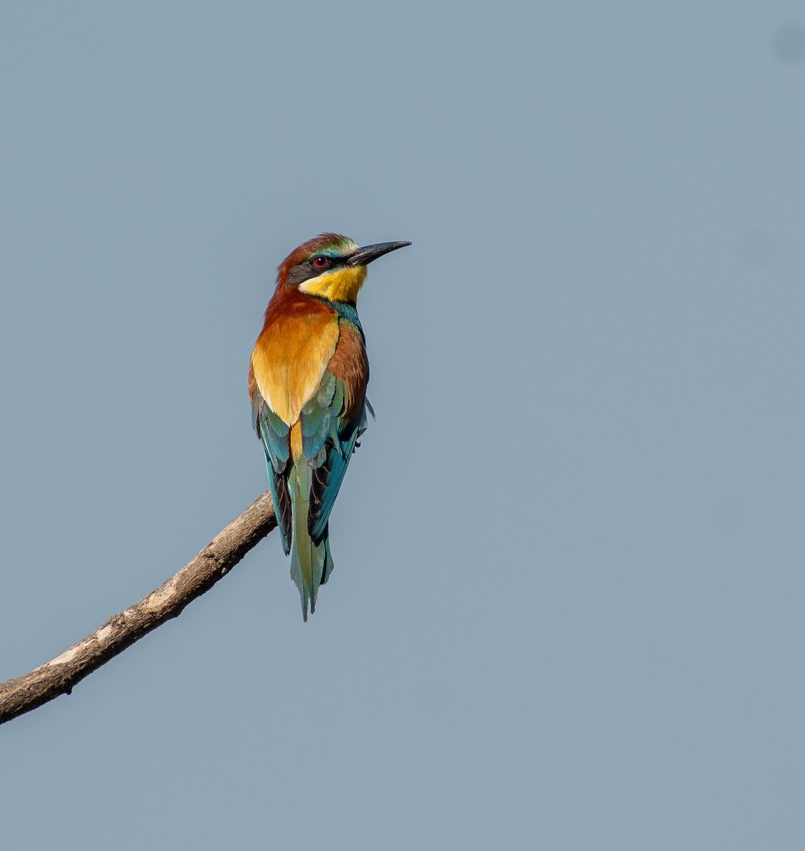 European Bee-eater - ML620729396