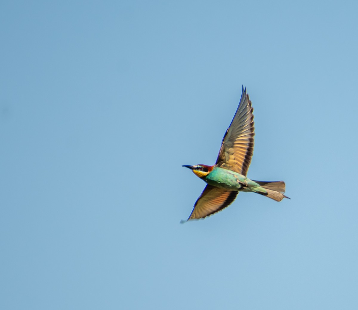 European Bee-eater - ML620729397