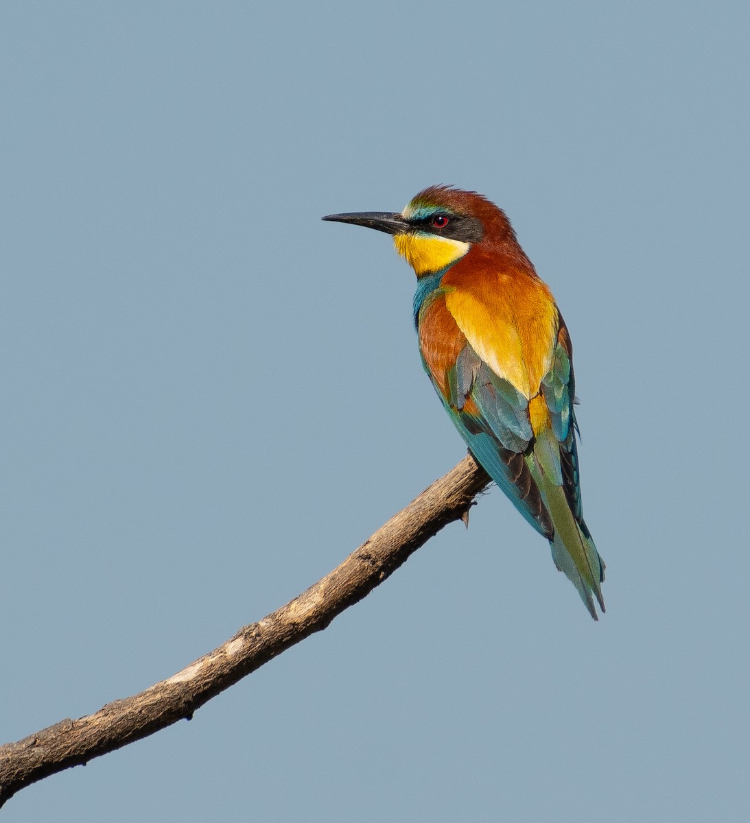 European Bee-eater - ML620729398