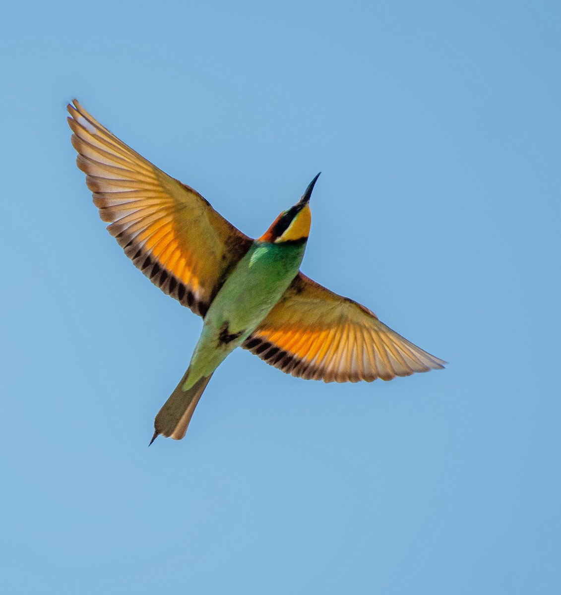 European Bee-eater - ML620729399