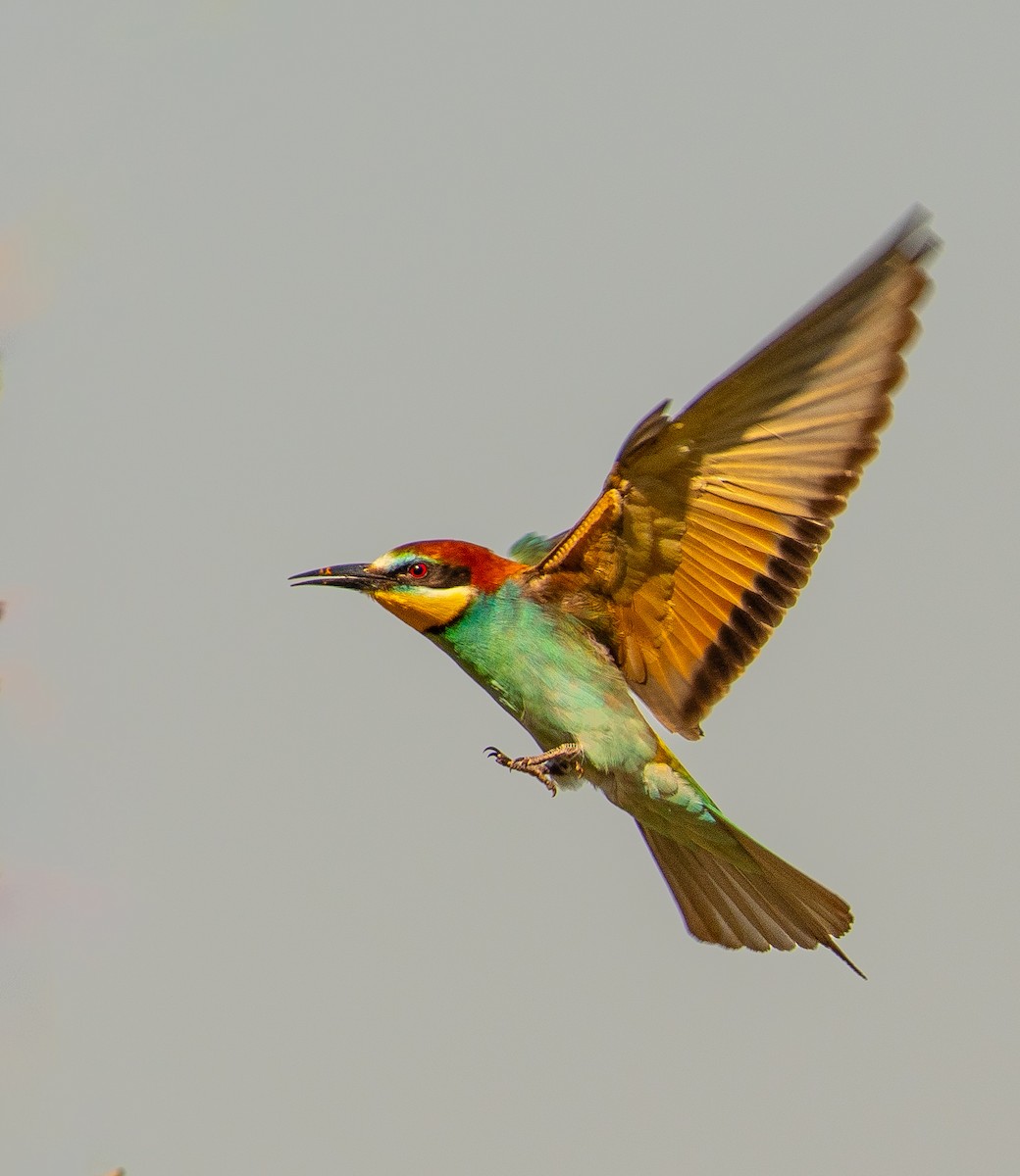 European Bee-eater - ML620729400