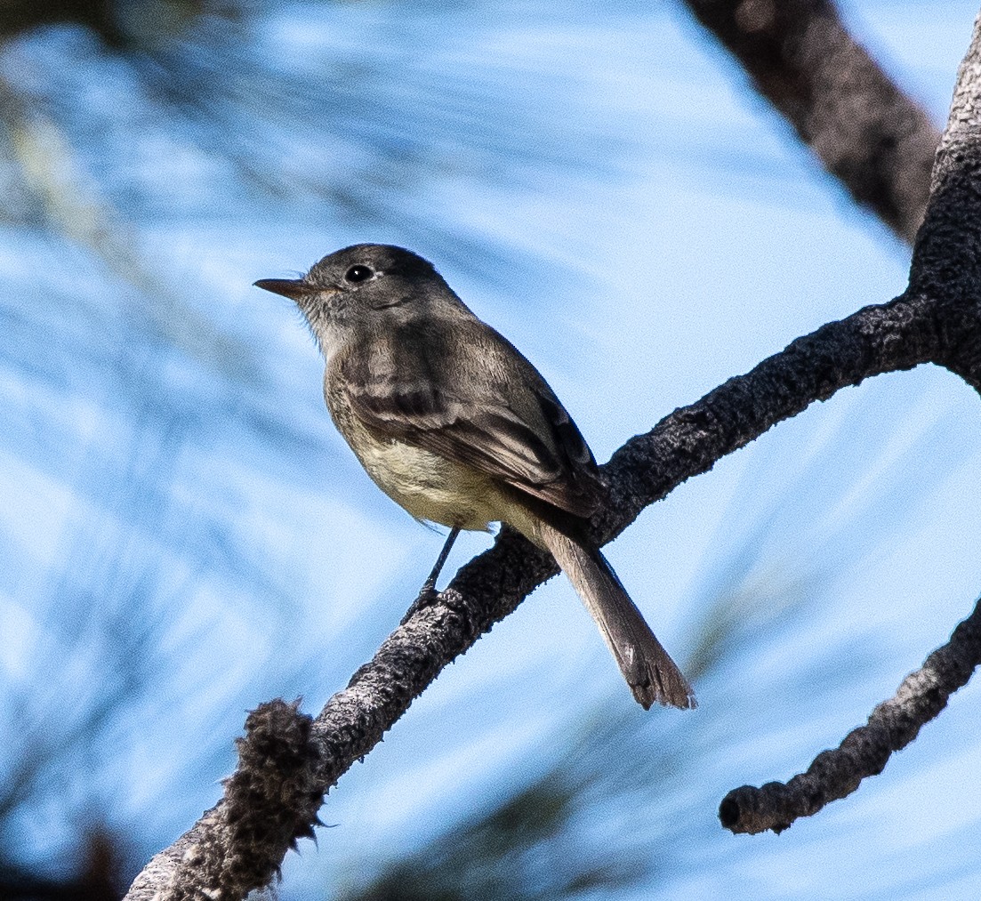 Dusky Flycatcher - ML620729401