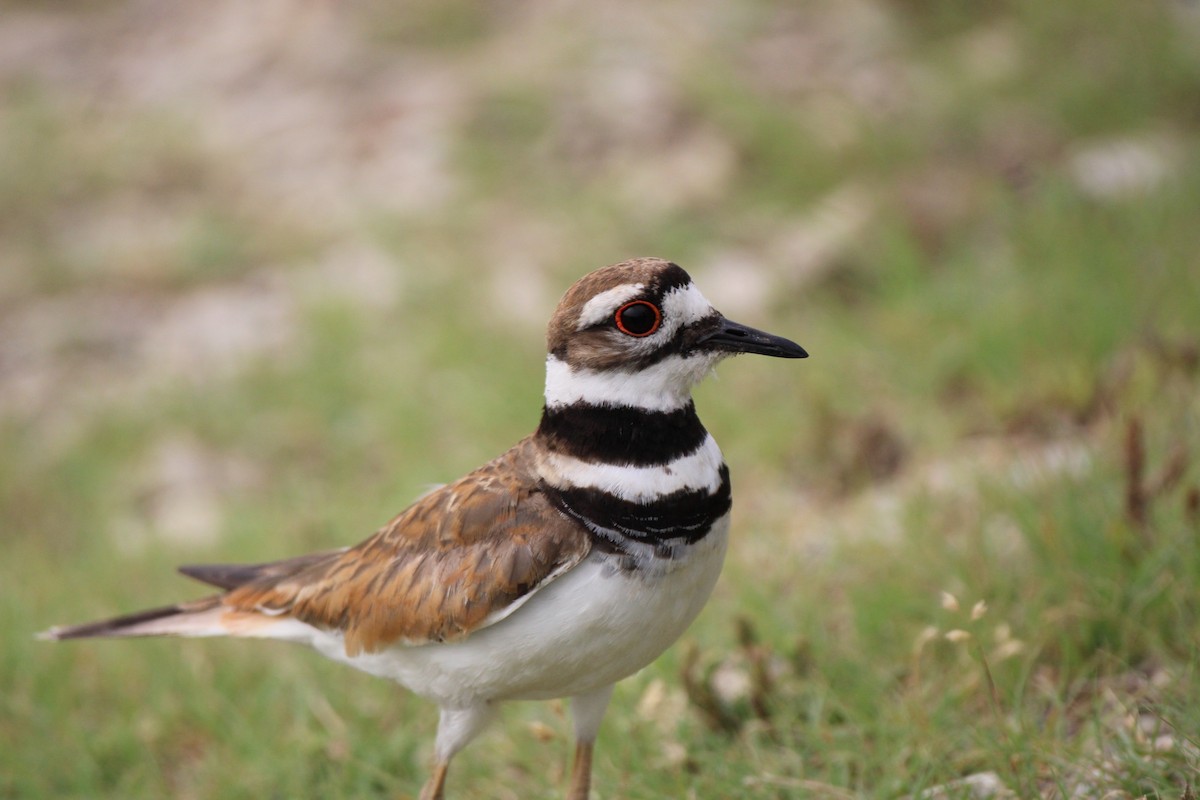 Killdeer - ML620729408