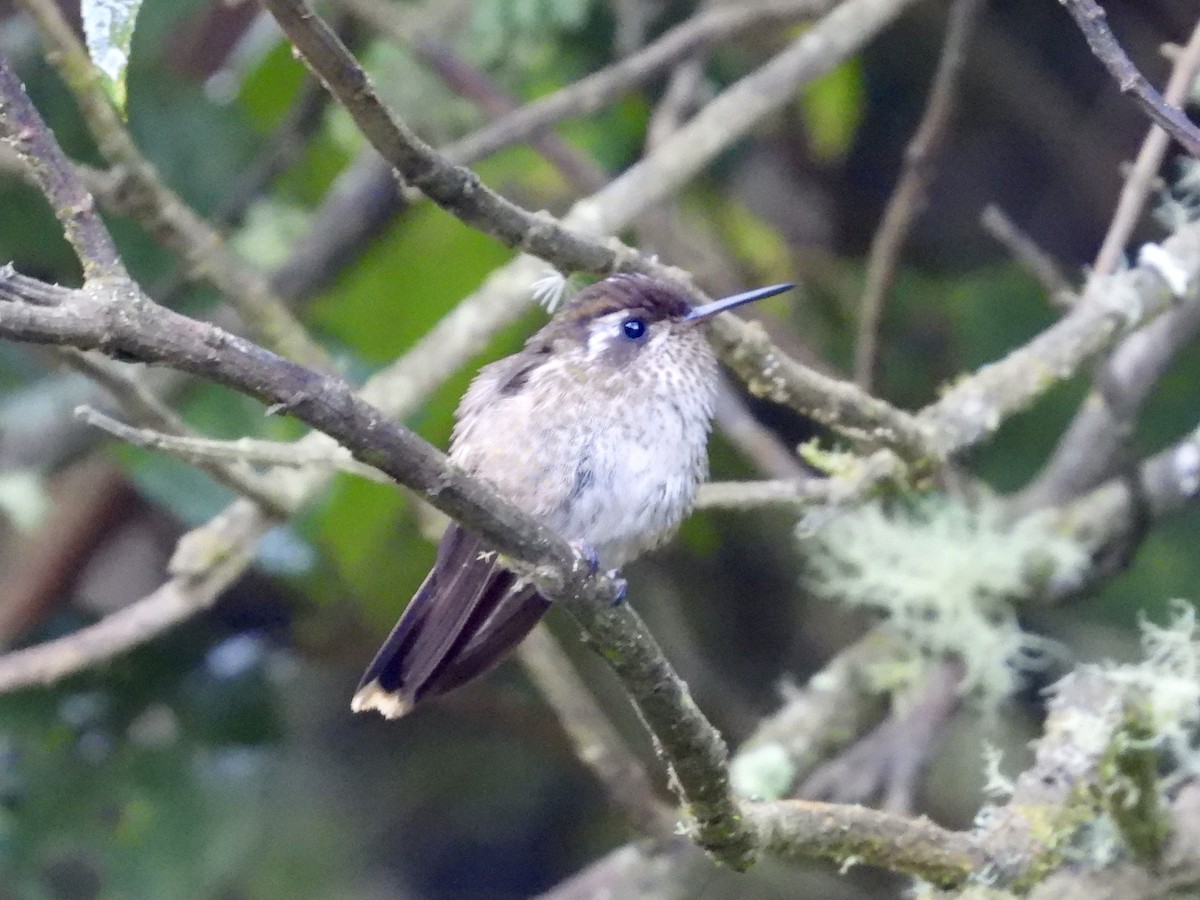 Colibrí Jaspeado (maculata) - ML620729409