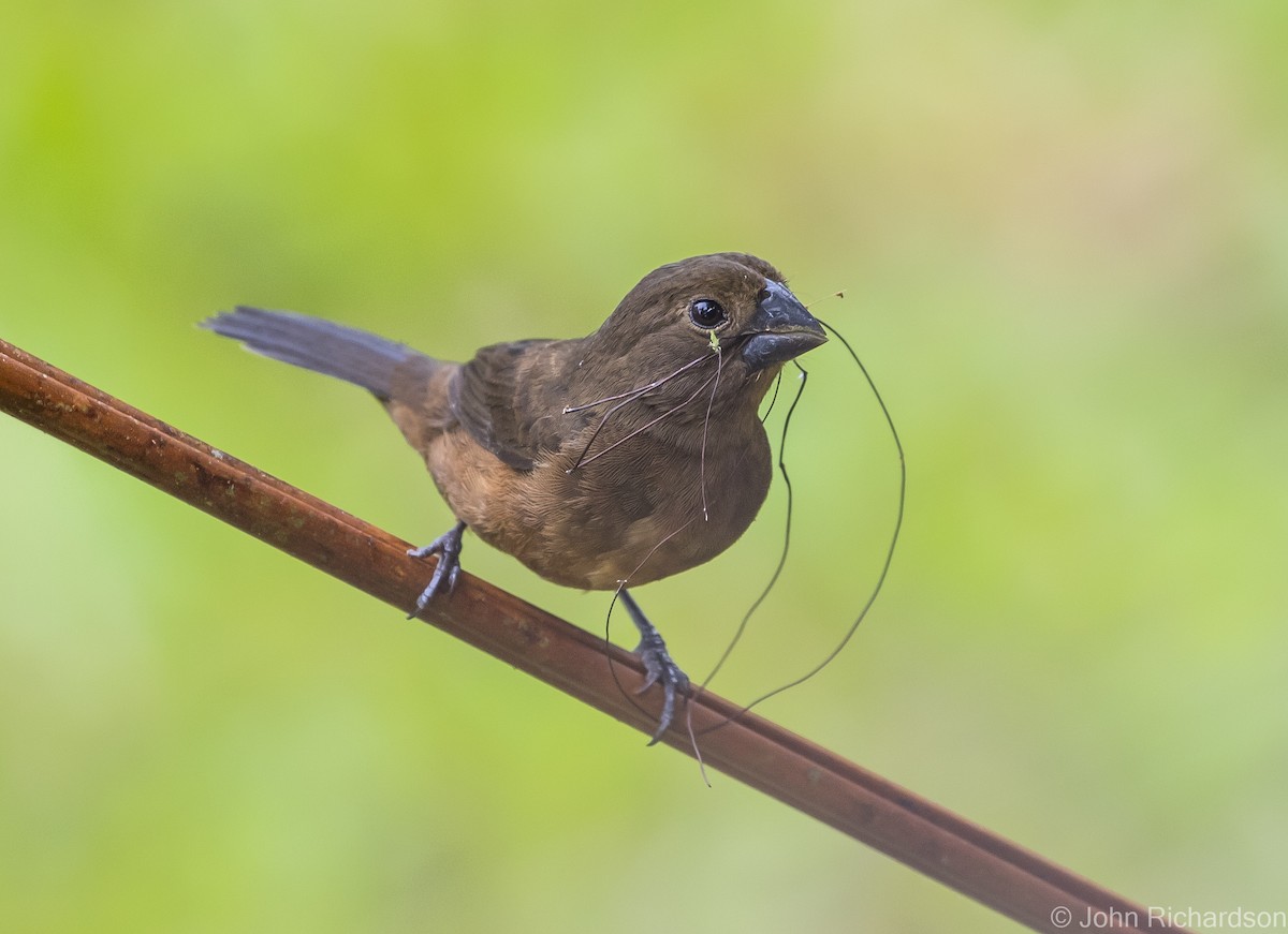 Chestnut-bellied Seed-Finch - ML620729421