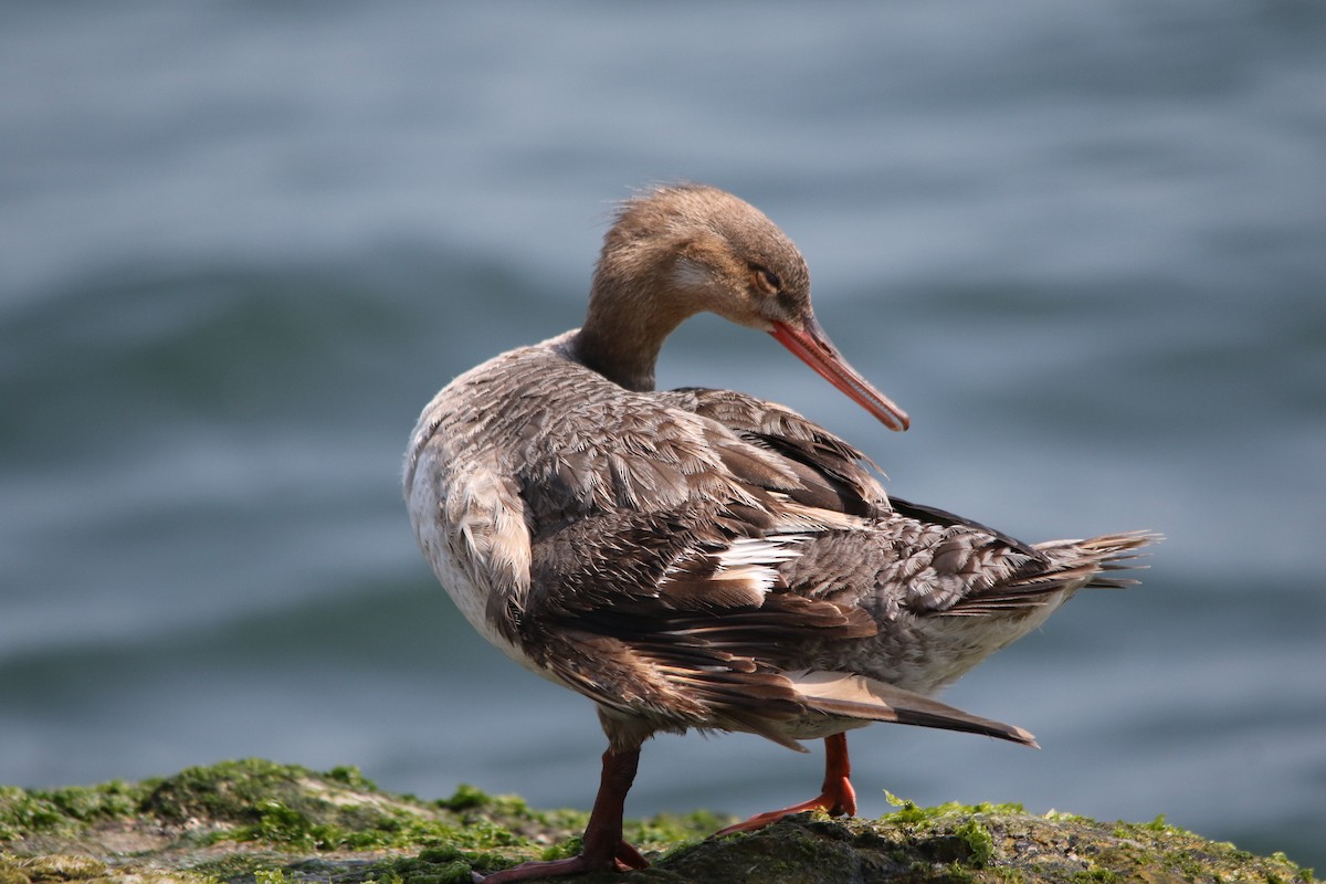 Red-breasted Merganser - ML620729426