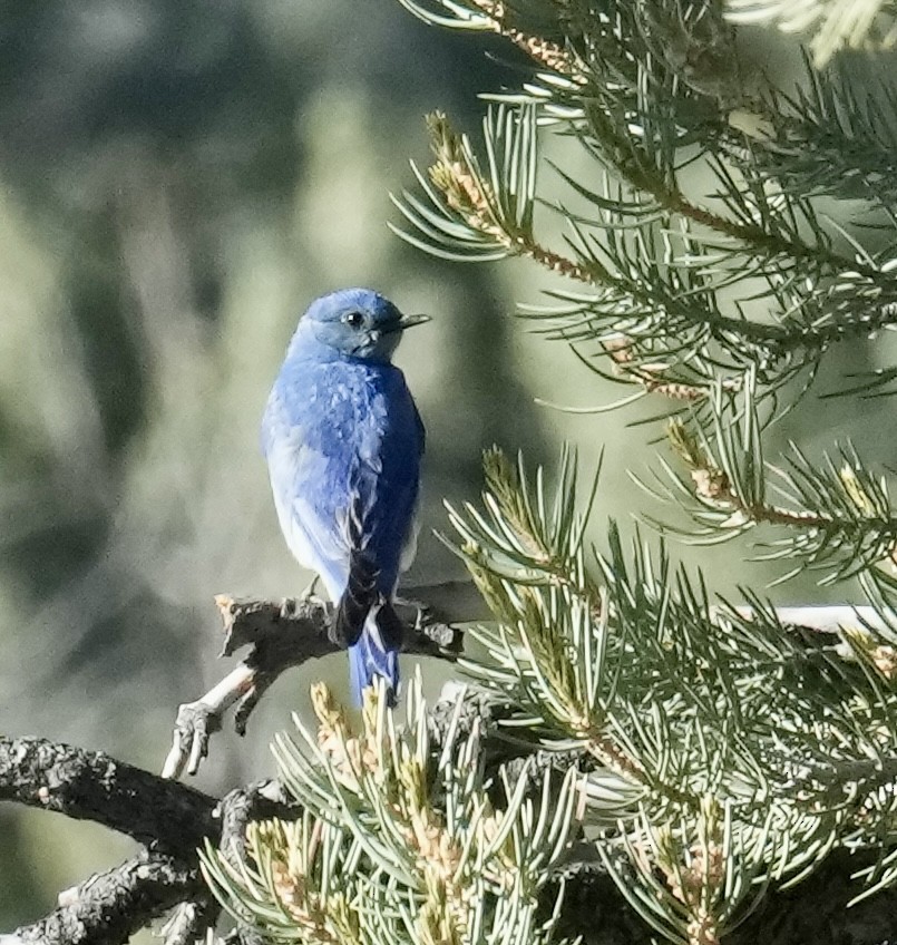 Mountain Bluebird - ML620729429