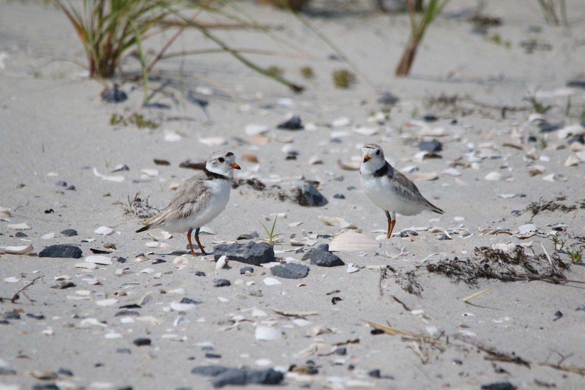 Piping Plover - Andy M