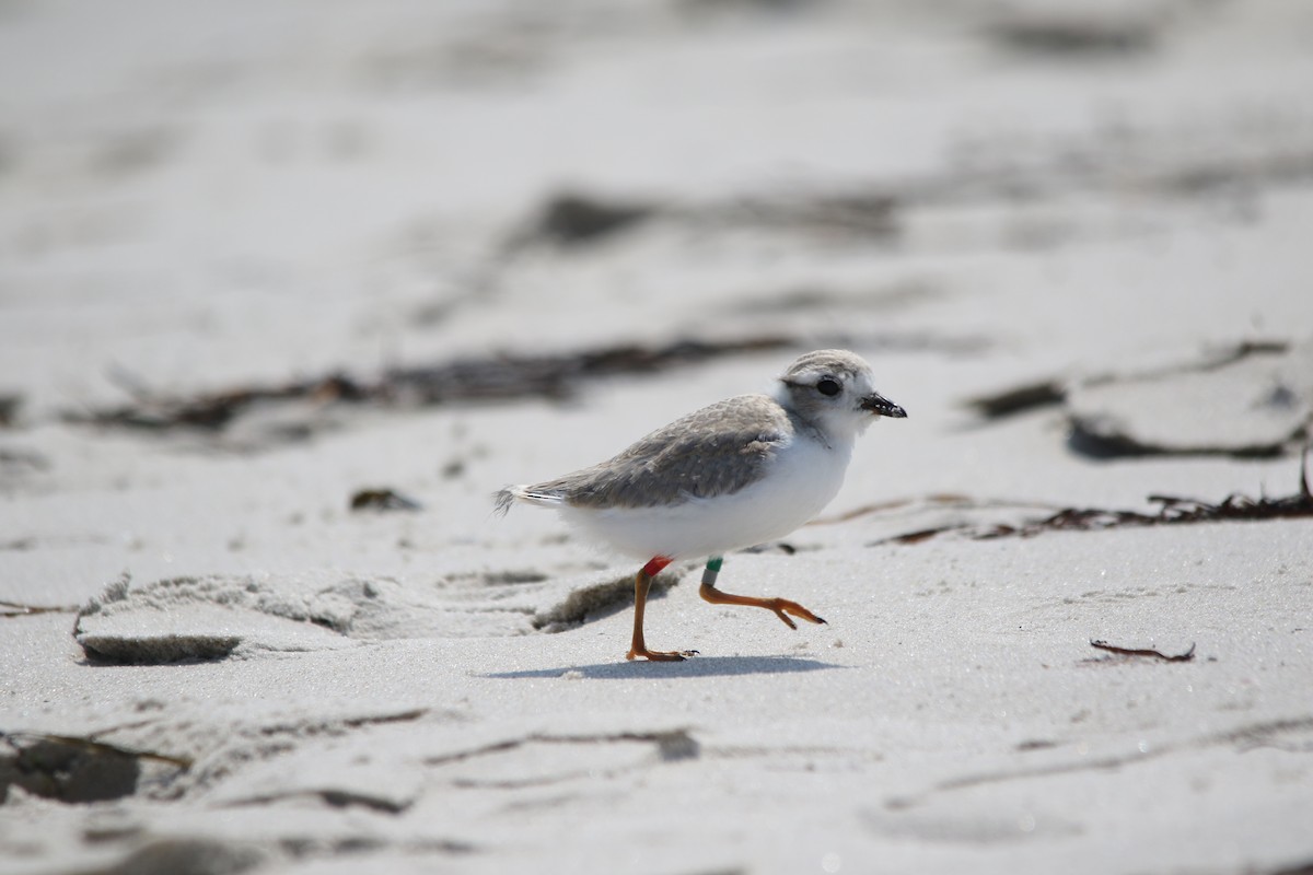 Piping Plover - ML620729433