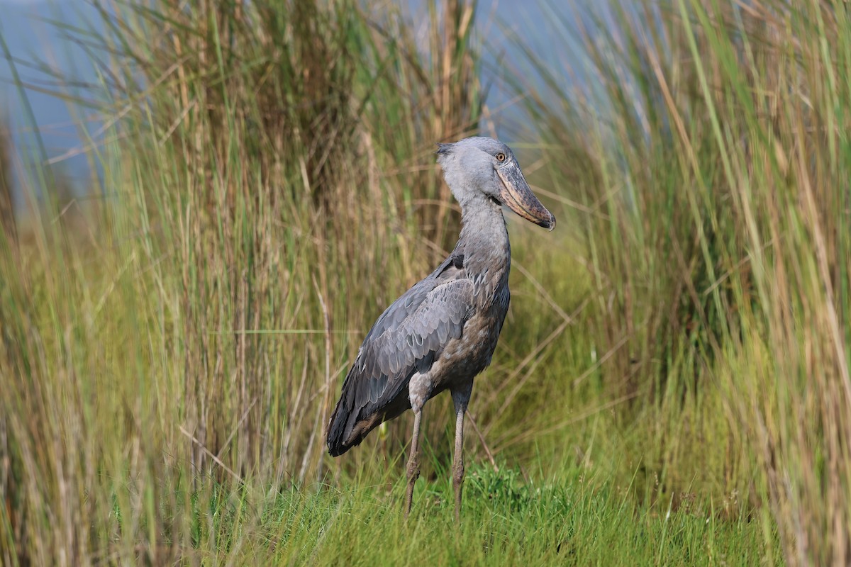 Shoebill - Michele Burnat