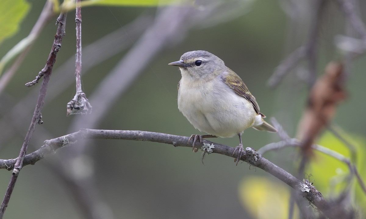 Tennessee Warbler - ML620729449