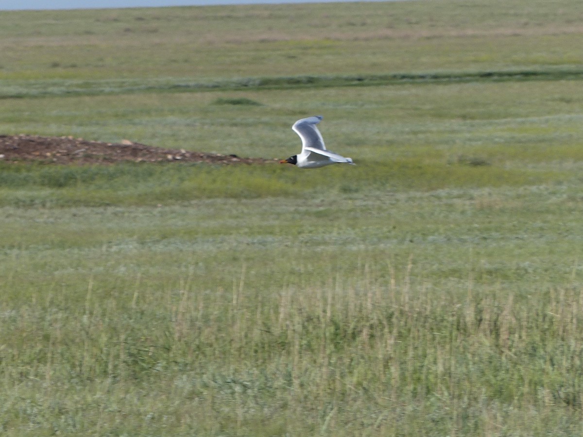 Pallas's Gull - ML620729454