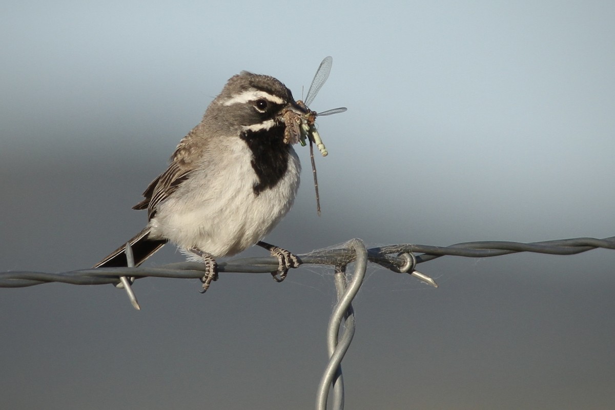Black-throated Sparrow - ML620729461