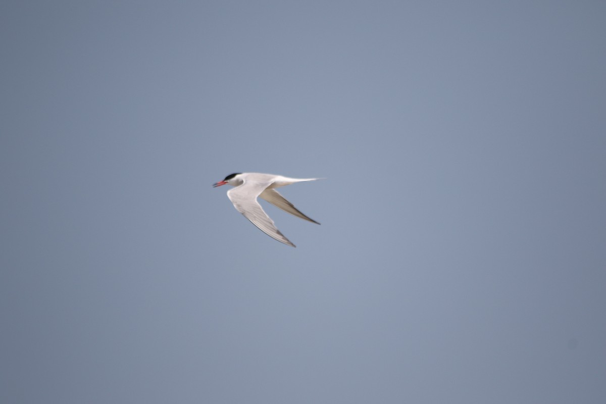 Common Tern - ML620729462