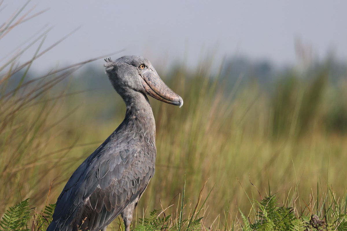 Shoebill - ML620729463