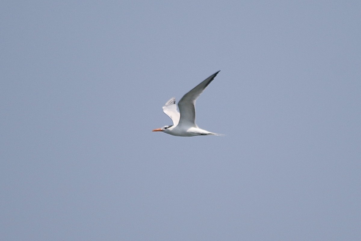 Royal Tern - ML620729467