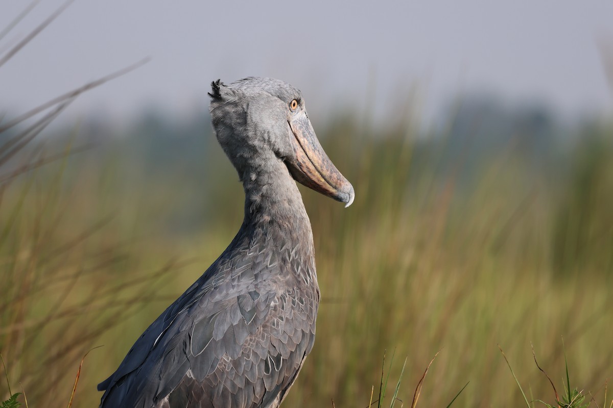 Shoebill - ML620729470