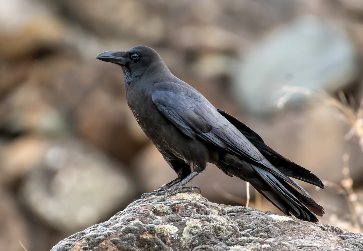 Large-billed Crow - Sachin Kumar Bhagat