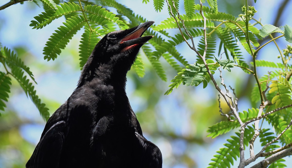 American Crow - ML620729477