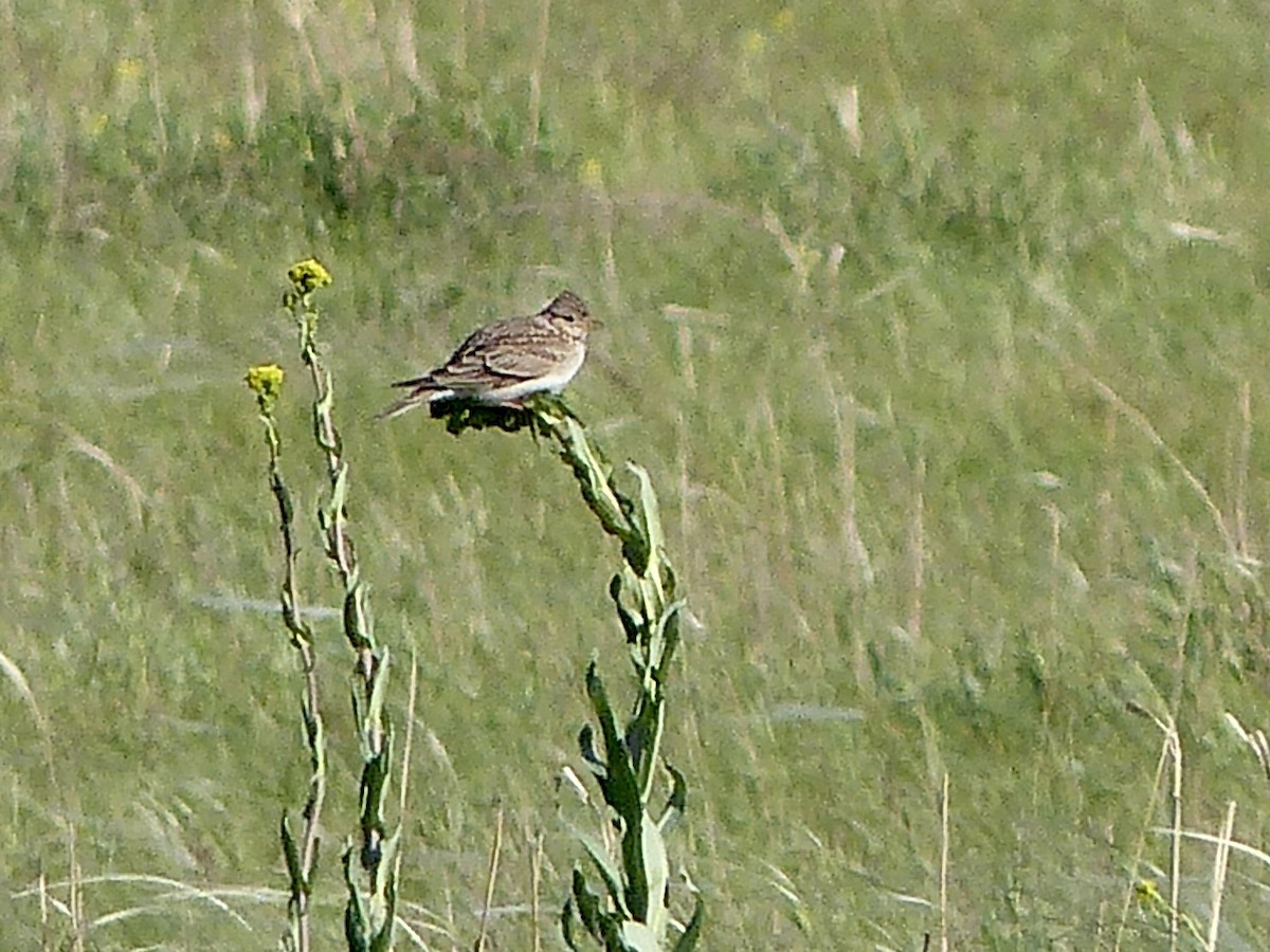 Eurasian Skylark - ML620729482