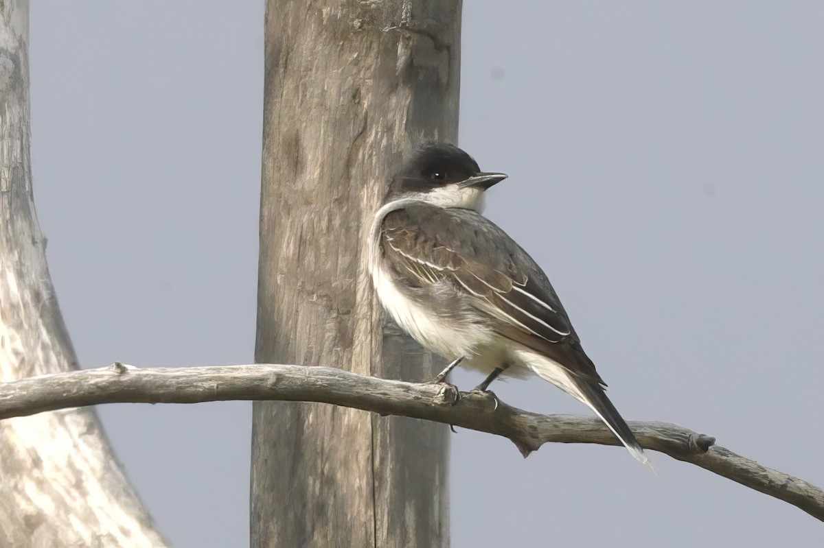 Eastern Kingbird - ML620729483