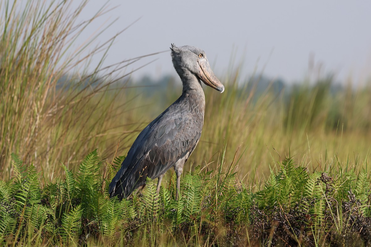 Shoebill - ML620729486